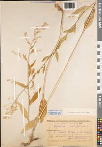 Lepidium latifolium L., Eastern Europe, Lower Volga region (E9) (Russia)