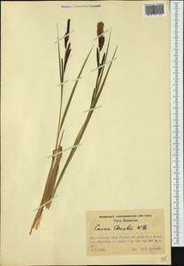 Carex buekii Wimm., Western Europe (EUR) (Romania)