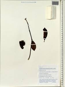 Tambourissa purpurea (Tul.) A. DC., Africa (AFR) (Madagascar)