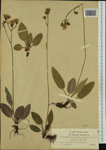 Hieracium murorum subsp. gentile (Jord. ex Boreau) Sudre, Western Europe (EUR) (Czech Republic)