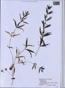 Rubia tatarica (Trevis.) F.Schmidt, Eastern Europe, Lower Volga region (E9) (Russia)