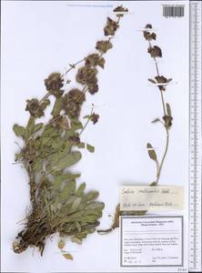 Salvia multicaulis Vahl, South Asia, South Asia (Asia outside ex-Soviet states and Mongolia) (ASIA) (Iran)
