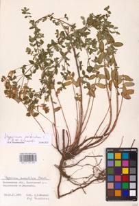 Hypericum perforatum L., Eastern Europe, North-Western region (E2) (Russia)