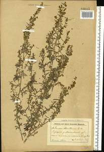 Artemisia absinthium L., Eastern Europe, Belarus (E3a) (Belarus)