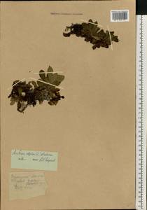 Arctostaphylos alpinus (L.) Spreng., Eastern Europe, Northern region (E1) (Russia)
