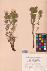 Adonis vernalis L., Eastern Europe, Eastern region (E10) (Russia)