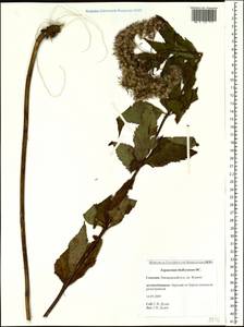 Eupatorium lindleyanum DC., Siberia, Russian Far East (S6) (Russia)