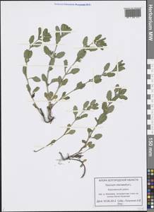 Teucrium chamaedrys L., Eastern Europe, Central forest-and-steppe region (E6) (Russia)
