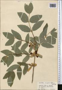 Lonicera hispida Pall. ex Schult., Middle Asia, Western Tian Shan & Karatau (M3) (Kyrgyzstan)