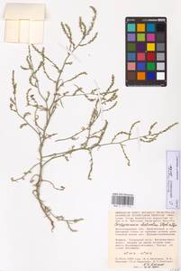 Corispermum hyssopifolium L., Eastern Europe, Lower Volga region (E9) (Russia)