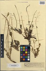 Glaucium squamigerum Kar. & Kir., Middle Asia, Dzungarian Alatau & Tarbagatai (M5) (Kazakhstan)