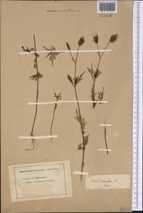 Bidens parviflora Willd., Siberia (no precise locality) (S0) (Russia)