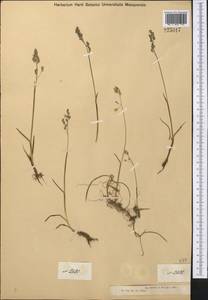 Paracolpodium altaicum (Trin.) Tzvelev, Middle Asia, Dzungarian Alatau & Tarbagatai (M5) (Kazakhstan)