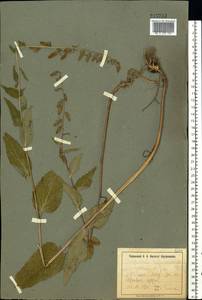 Campanula rapunculoides L., Eastern Europe, South Ukrainian region (E12) (Ukraine)