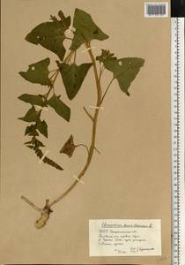 Blitum bonus-henricus (L.) Rchb., Eastern Europe, West Ukrainian region (E13) (Ukraine)