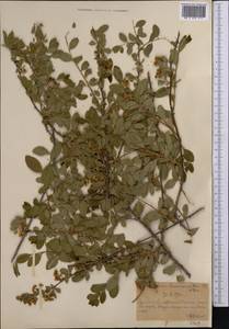 Spiraea lasiocarpa Kar. & Kir., Middle Asia, Northern & Central Tian Shan (M4) (Kazakhstan)