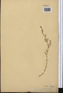 Girgensohnia oppositiflora (Pall.) Fenzl, Middle Asia, Muyunkumy, Balkhash & Betpak-Dala (M9) (Kazakhstan)