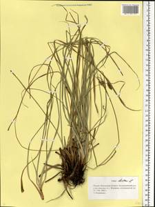 Carex distans L., Eastern Europe, Middle Volga region (E8) (Russia)