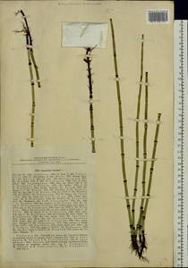 Equisetum hyemale L., Eastern Europe, Central region (E4) (Russia)