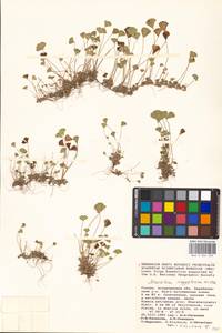 Marsilea aegyptiaca Willd., Eastern Europe, Lower Volga region (E9) (Russia)