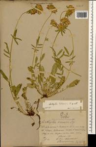 Anthyllis vulneraria subsp. polyphylla (DC.) Nyman, Caucasus, Armenia (K5) (Armenia)