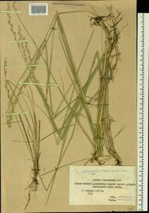 Elymus lanceolatus (Scribn. & J.G.Sm.) Gould, Siberia, Yakutia (S5) (Russia)