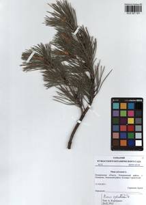 Pinus sylvestris L., Siberia, Altai & Sayany Mountains (S2) (Russia)