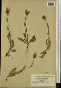 Hieracium villosum subsp. calvifolium Nägeli & Peter, Western Europe (EUR) (Austria)