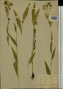 Picris japonica Thunb., Siberia, Baikal & Transbaikal region (S4) (Russia)