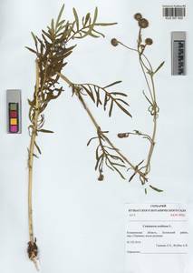 Centaurea scabiosa L., Siberia, Altai & Sayany Mountains (S2) (Russia)