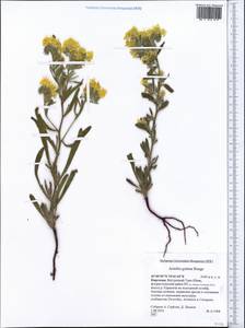 Arnebia guttata Bunge, Middle Asia, Northern & Central Tian Shan (M4) (Kyrgyzstan)