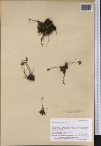 Saxifraga bronchialis, America (AMER) (United States)