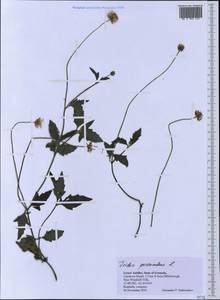 Tridax procumbens L., America (AMER) (Grenada)
