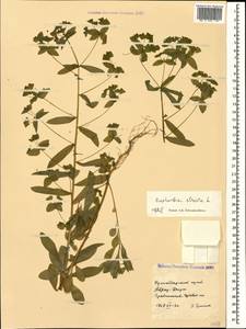 Euphorbia stricta L., Caucasus, Black Sea Shore (from Novorossiysk to Adler) (K3) (Russia)