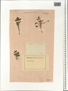 Viola gmeliniana Roem. & Schult., Siberia, Baikal & Transbaikal region (S4) (Russia)