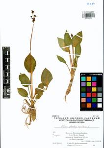 Alisma plantago-aquatica L., Siberia, Baikal & Transbaikal region (S4) (Russia)