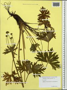 Anemonastrum narcissiflorum subsp. fasciculatum (L.) Raus, Caucasus, North Ossetia, Ingushetia & Chechnya (K1c) (Russia)