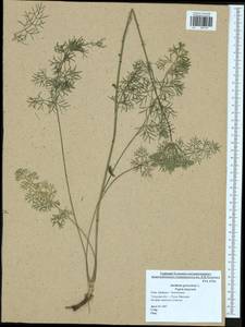 Anethum graveolens L., Eastern Europe, Central region (E4) (Russia)