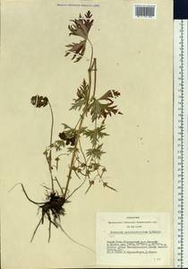 Geranium pseudosibiricum J. Mayer, Siberia, Altai & Sayany Mountains (S2) (Russia)