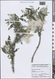 Salix gmelinii Pall., Siberia, Central Siberia (S3) (Russia)