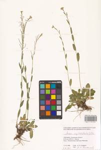 Arabis hirsuta (L.) Scop., Eastern Europe, West Ukrainian region (E13) (Ukraine)