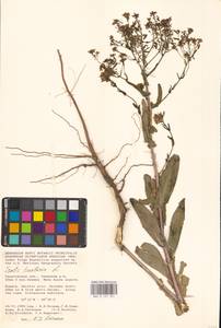 Isatis tinctoria L., Eastern Europe, Lower Volga region (E9) (Russia)