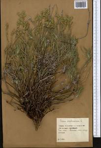 Onosma simplicissima L., Middle Asia, Northern & Central Kazakhstan (M10) (Kazakhstan)