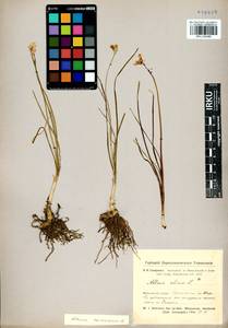 Allium ramosum L., Siberia, Altai & Sayany Mountains (S2) (Russia)