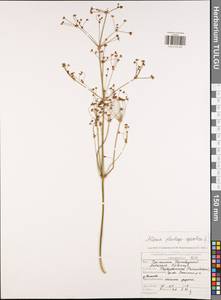 Alisma plantago-aquatica L., Eastern Europe, Central region (E4) (Russia)