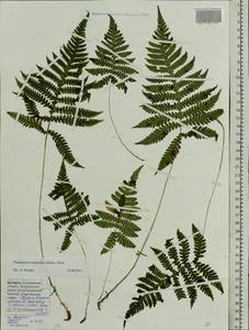 Phegopteris connectilis (Michx.) Watt, Eastern Europe, Belarus (E3a) (Belarus)