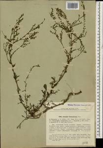 Artemisia arenaria DC., Caucasus, Azerbaijan (K6) (Azerbaijan)
