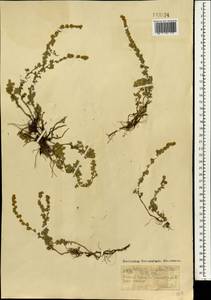 Artemisia frigida Willd., Mongolia (MONG) (Mongolia)
