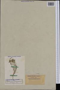 Scleranthus perennis, Western Europe (EUR) (Germany)
