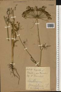 Anethum graveolens L., Eastern Europe, North Ukrainian region (E11) (Ukraine)